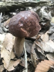 Tylopilus badiceps