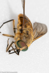 Pangoniinae