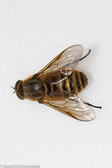 Pangoniinae