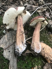 Tylopilus badiceps