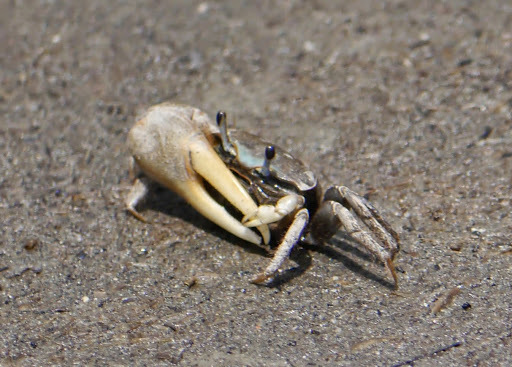 Atlantic Marsh Fiddler Crab (MatBio: CRABS, SHRIMPS, JELLYFISH