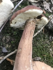 Tylopilus badiceps
