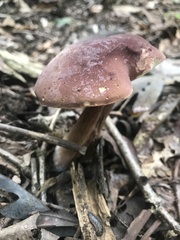 Tylopilus badiceps
