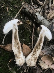 Tylopilus badiceps