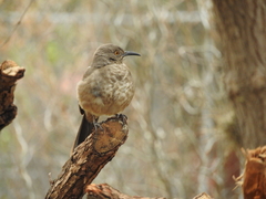 Toxostoma curvirostre