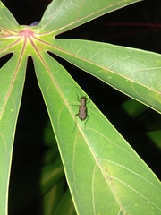 Cylindera holosericea