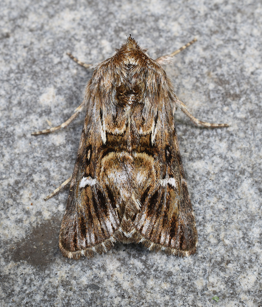 Toadflax Brocade
