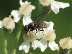 Limnophora maculosa