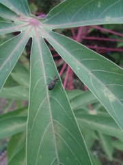 Cylindera holosericea