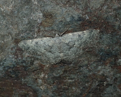 Gnophini
