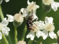 Limnophora maculosa