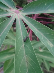 Cylindera holosericea
