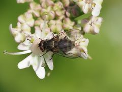 Limnophora maculosa