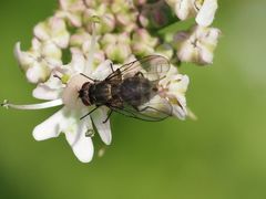 Limnophora maculosa
