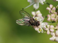 Limnophora maculosa