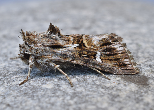 Toadflax Brocade Moth