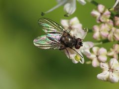 Limnophora maculosa