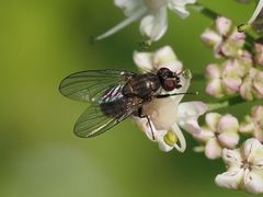 Limnophora maculosa