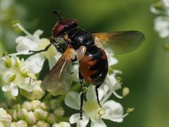 Gymnosoma nitens
