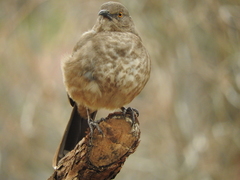 Toxostoma curvirostre