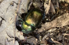 Geotrupes splendidus