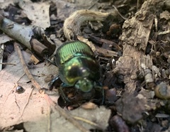 Geotrupes splendidus