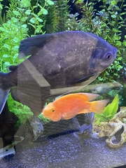 Piaractus brachypomus