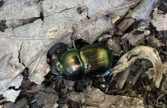 Geotrupes splendidus