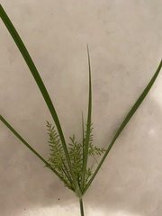 Cyperus iria