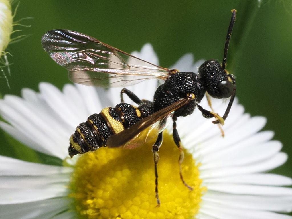 Cerceris hortivaga