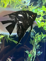 Pterophyllum scalare