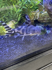 Synodontis decorus