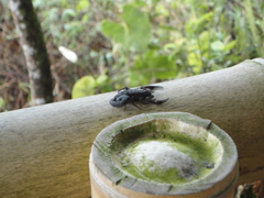 Tityus pachyurus