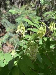 Astragalus americanus