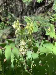 Astragalus americanus