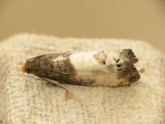 Notocelia cynosbatella