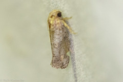 Acrolophus piger