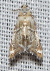 Eoparargyractis