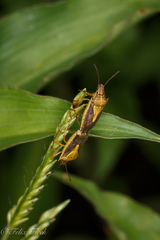 Oebalus