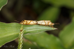 Oebalus