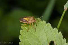 Oebalus