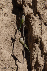 Grey-Hooded Parakeet photo 4