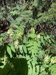 Astragalus americanus