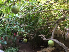 Crescentia cujete