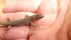 Xantusia vigilis
