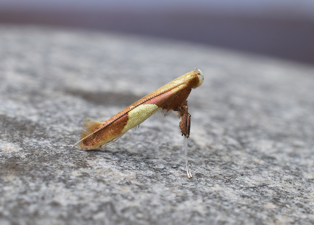 Caloptilia packardella