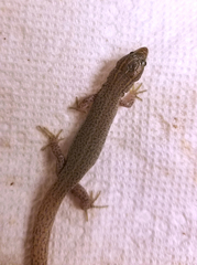 Xantusia vigilis
