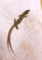 Xantusia vigilis