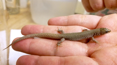 Xantusia vigilis