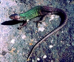 Lacerta strigata